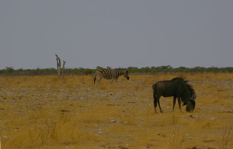 680 Namibia Okt 2006 Gnu.JPG